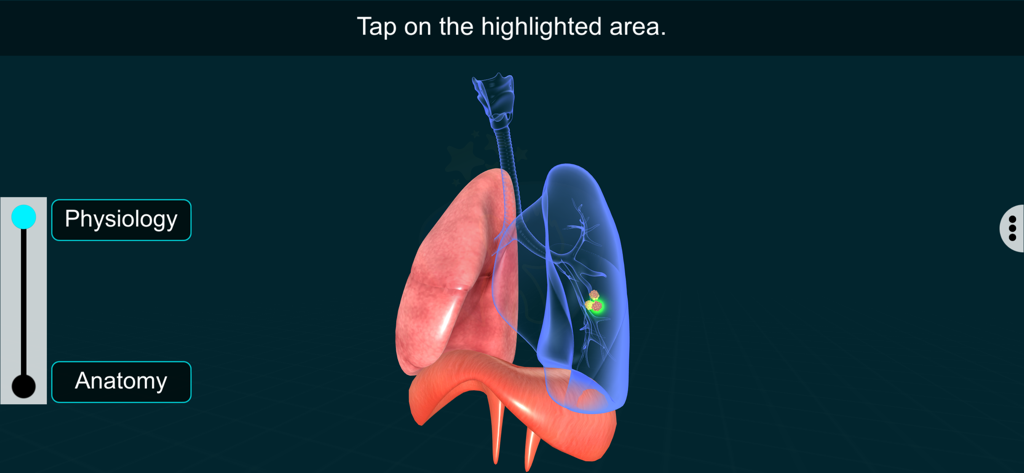 Respiratory Sys - EduTech Era - Modelo 3D interactivo del sistema respiratorio humano que muestra pulmones y tráquea con opciones para estudio de anatomía y fisiología