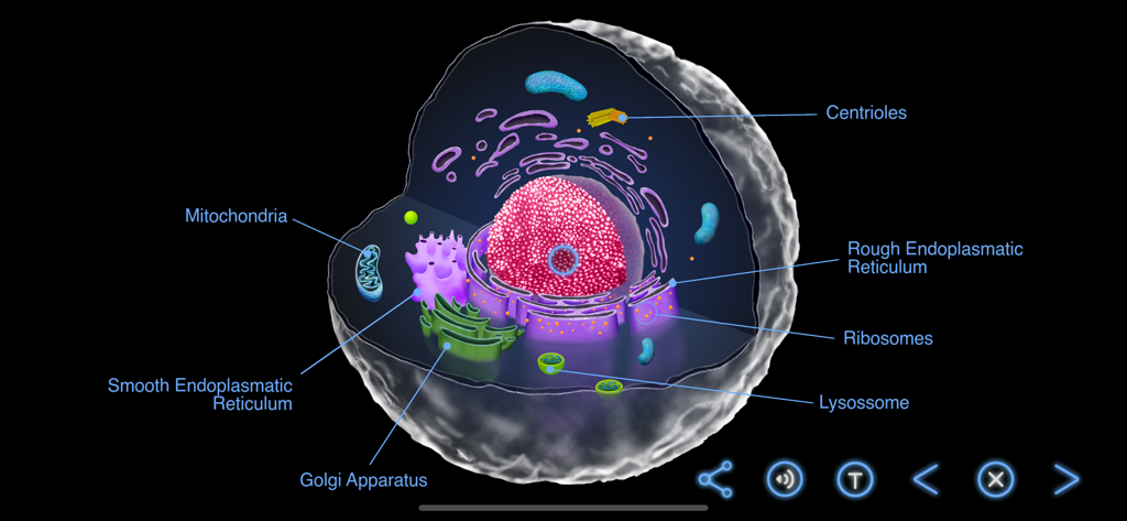 Earth and Science - 地球と科学アプリの、ラベル付き細胞小器官を持つ動物細胞の3D図。