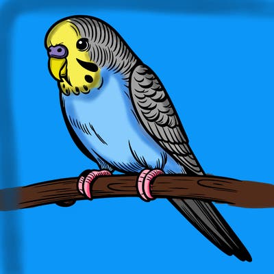 parakeet