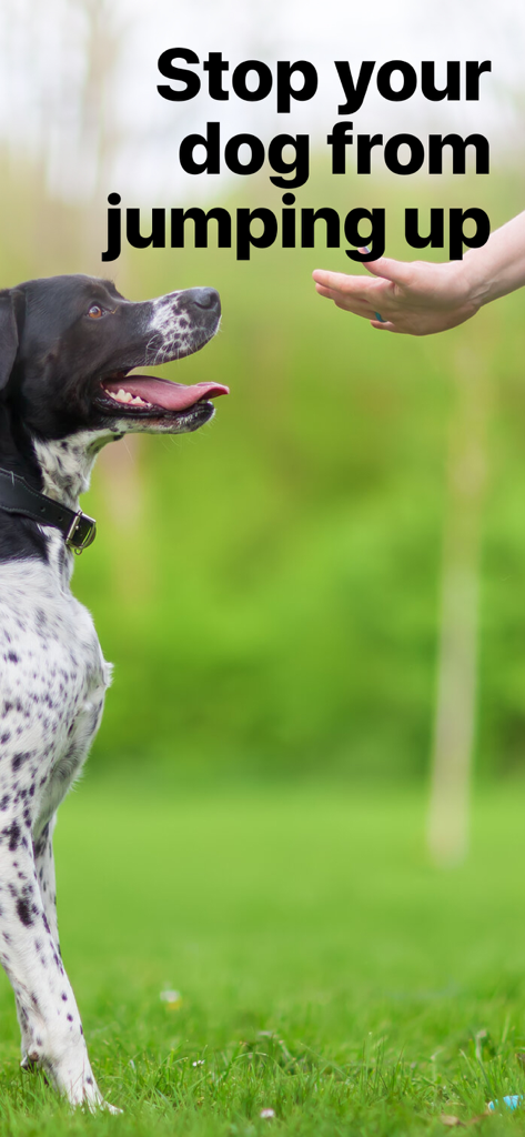 Um cão com manchas olha para a mão de uma pessoa com o texto Pare seu cão de pular
