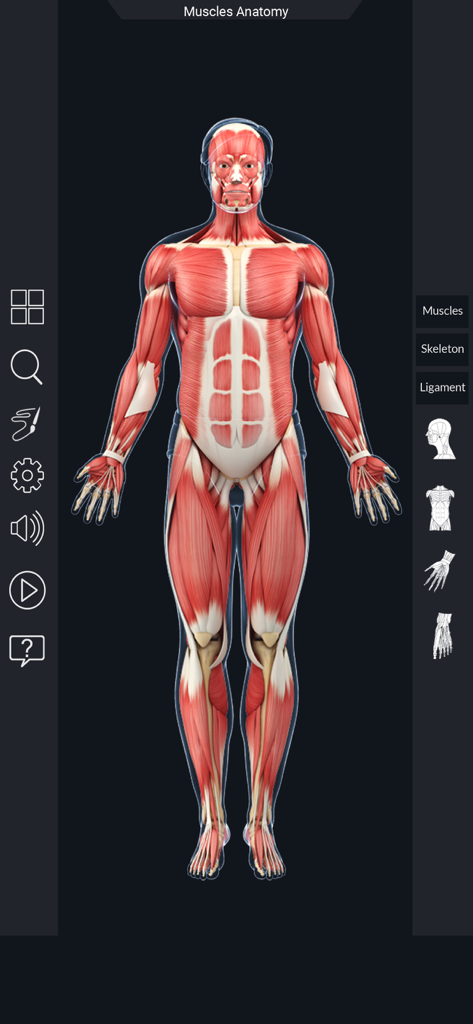 Vista frontal de um modelo do sistema muscular masculino humano 3D altamente detalhado