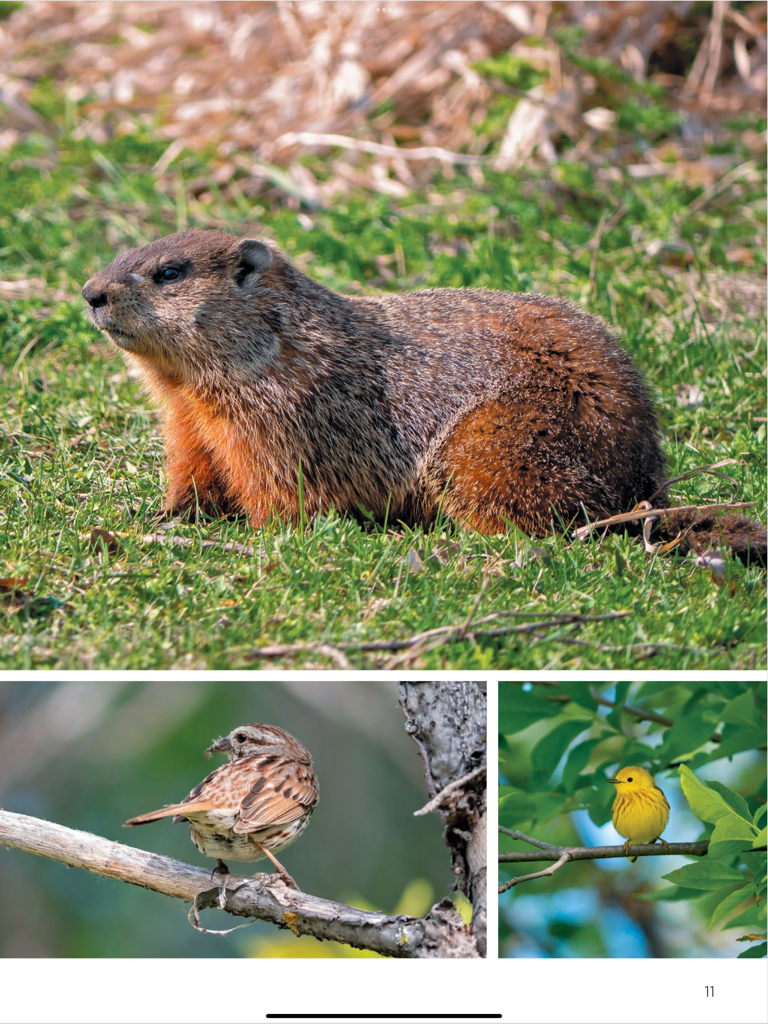 Um groundhog e dois pequenos pássaros em fotografia de natureza de alta qualidade em uma página de revista de iPad.