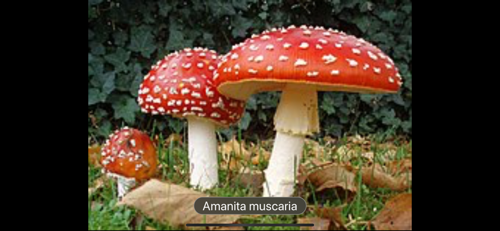 Fungi - A group of red Amanita muscaria mushrooms with white spots in a natural forest environment