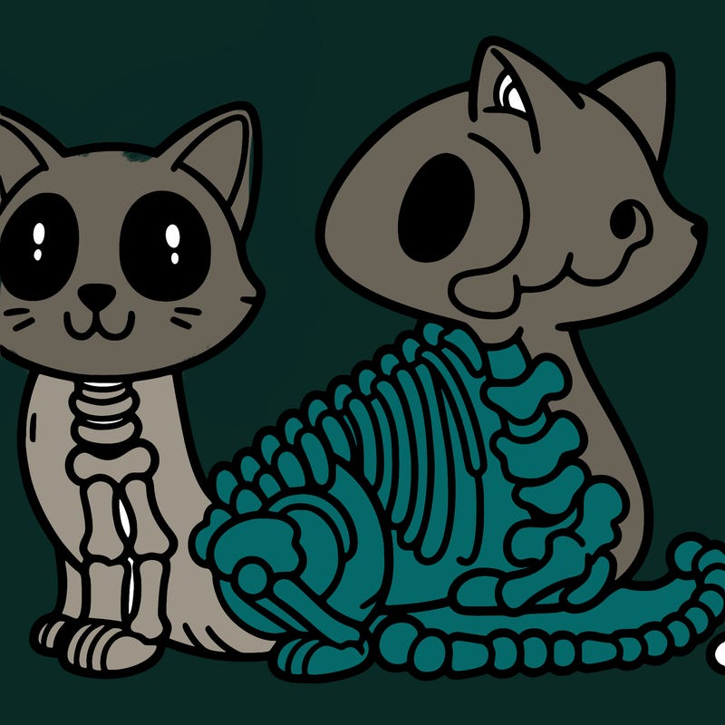 cat skeleton