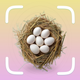 AI Bird Egg Identifier