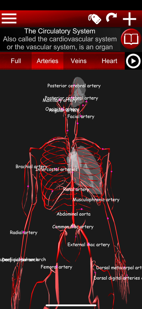 Circulatory System 3D Anatomy - Interactive 3D model showing the human arterial system with anatomical labels