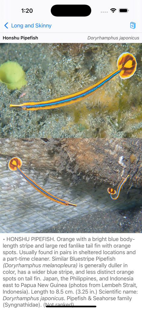 Profilo di identificazione del cavalluccio marino di Honshu con foto subacquee e descrizione scientifica nell'app.