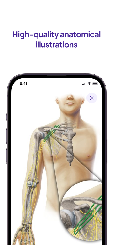 High quality anatomical illustration of the human torso and arm showing nerves highlighted in green