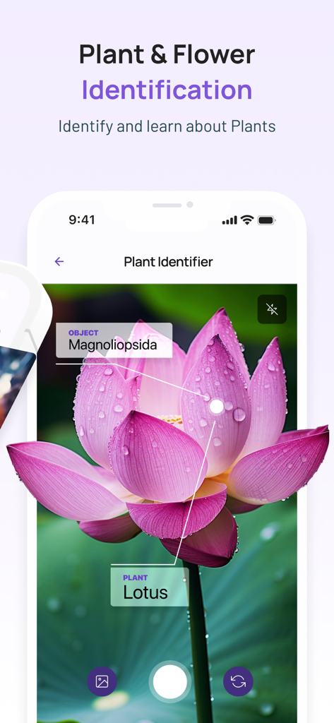 6Sense AI app identifying a pink lotus flower with labels for Magnoliopsida and Lotus