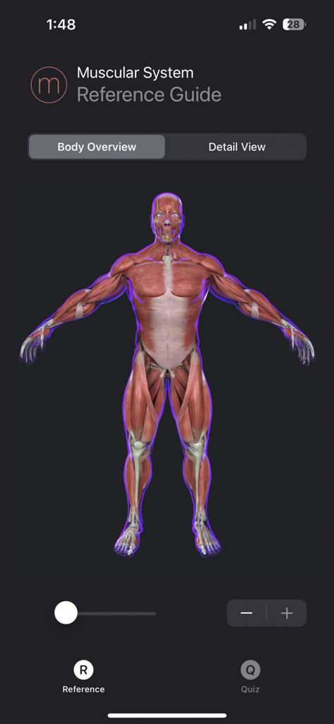 Muscle Study Guide - 3D human muscular system model in the Muscle Study Guide app reference view