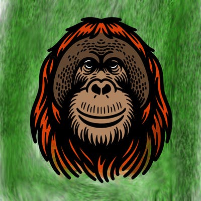 orangutan