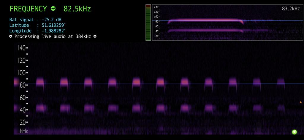 Bat Detector - Interface of the Bat Detector app displaying a live ultrasonic sound spectrogram and frequency data