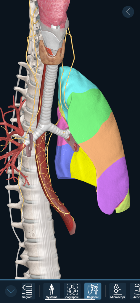 3D Organon - 3D medical model showing color-coded human lungs and skeletal structure