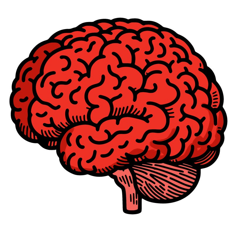 a detailed brain