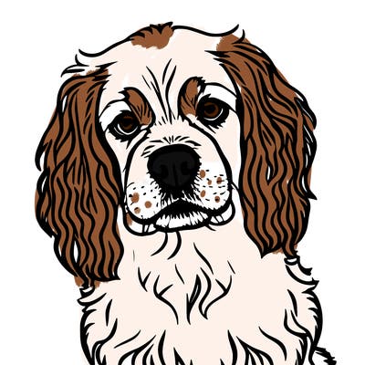 cavalier king charles puppy