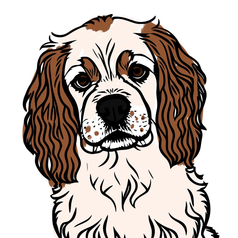 cavalier king charles puppy