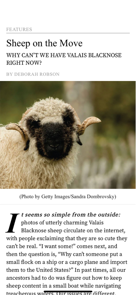 Spin Off Magazine - Spin Off Magazine app article page featuring a close-up of a Valais Blacknose sheep and text about sheep imports