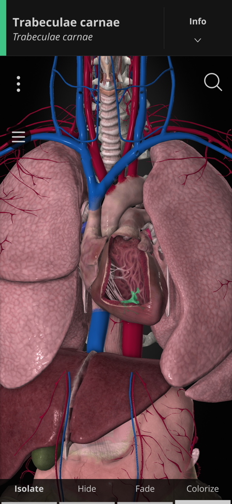 Anatomyka - Detailed 3D model of the human heart and respiratory system in the Anatomyka app