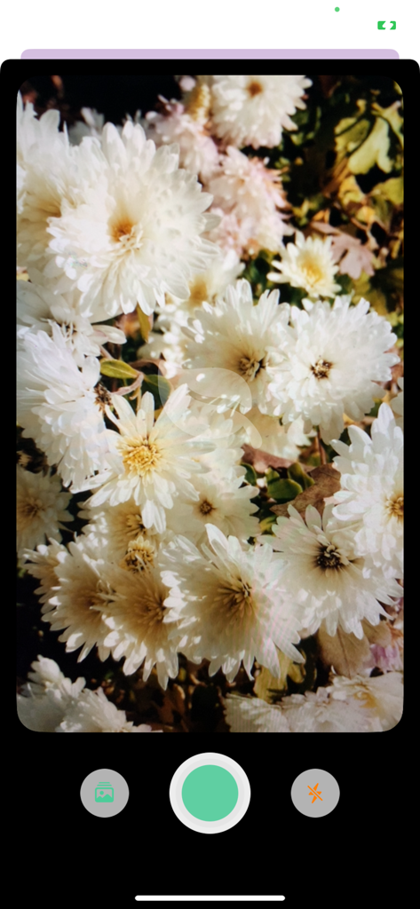拍照识花 - Mobile app interface showing a camera view of white flowers with a capture button