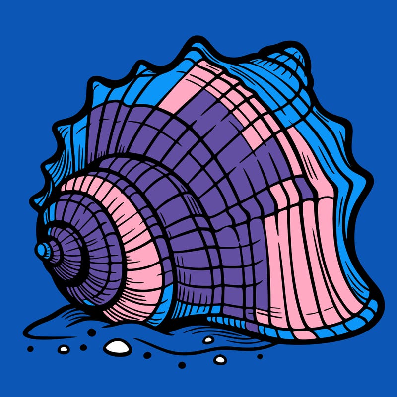 sea shell