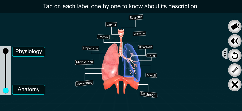 Respiratory Sys - EduTech Era - Un diagrama anatómico 3D etiquetado del sistema respiratorio humano que muestra los pulmones, la tráquea y el diafragma