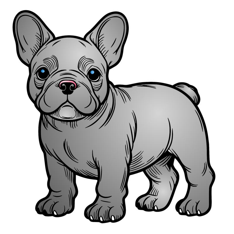 french bulldog
