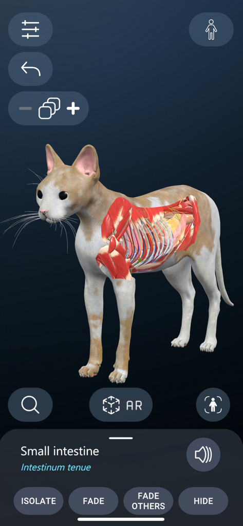Animal Anatomy AR - Modelo 3D anatómicamente preciso de un gato que muestra los sistemas internos en Animal Anatomy AR