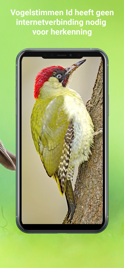 Smartphone che mostra un picchio verde nell'app Vogelzang Id Nederland con un messaggio sulla funzionalità offline.