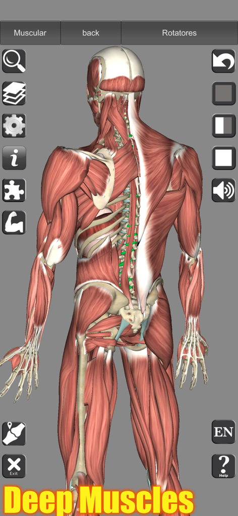 Modelo 3D detallado que muestra los músculos profundos de la espalda y el cuello humanos.