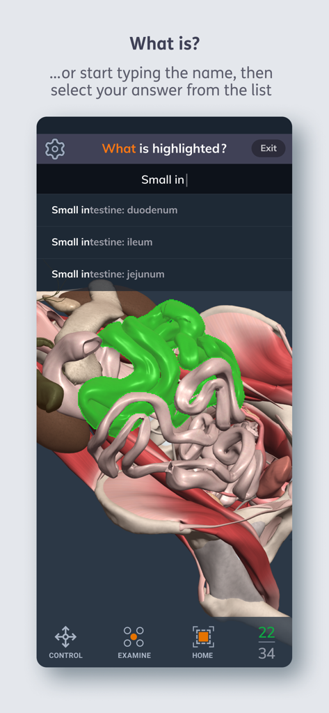Primal's 3D Human Anatomy Quiz - Una pantalla de cuestionario de anatomía que muestra un modelo 3D del abdomen humano con el intestino delgado resaltado y una barra de búsqueda para las respuestas