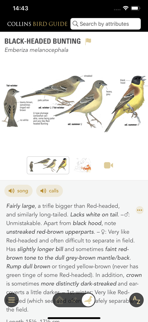 Collins Bird Guide - コリンズ鳥類図鑑アプリでのオオヨシノジロホオジロの詳細な識別画面。