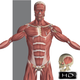 Visual Anatomy