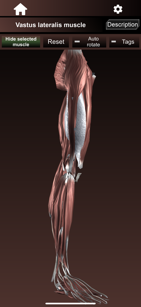 Modelo anatômico 3D da perna humana destacando o músculo vasto lateral em uma interface de aplicativo médico