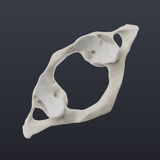 Biomechanics of the Spine Lite - App Icon