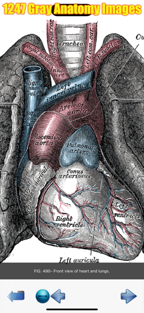 Detailed medical illustration showing the front view of the heart and lungs from the Gray's Anatomy collection