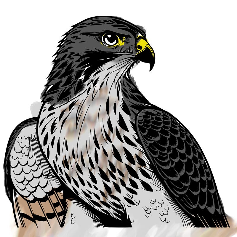 realistic hawk