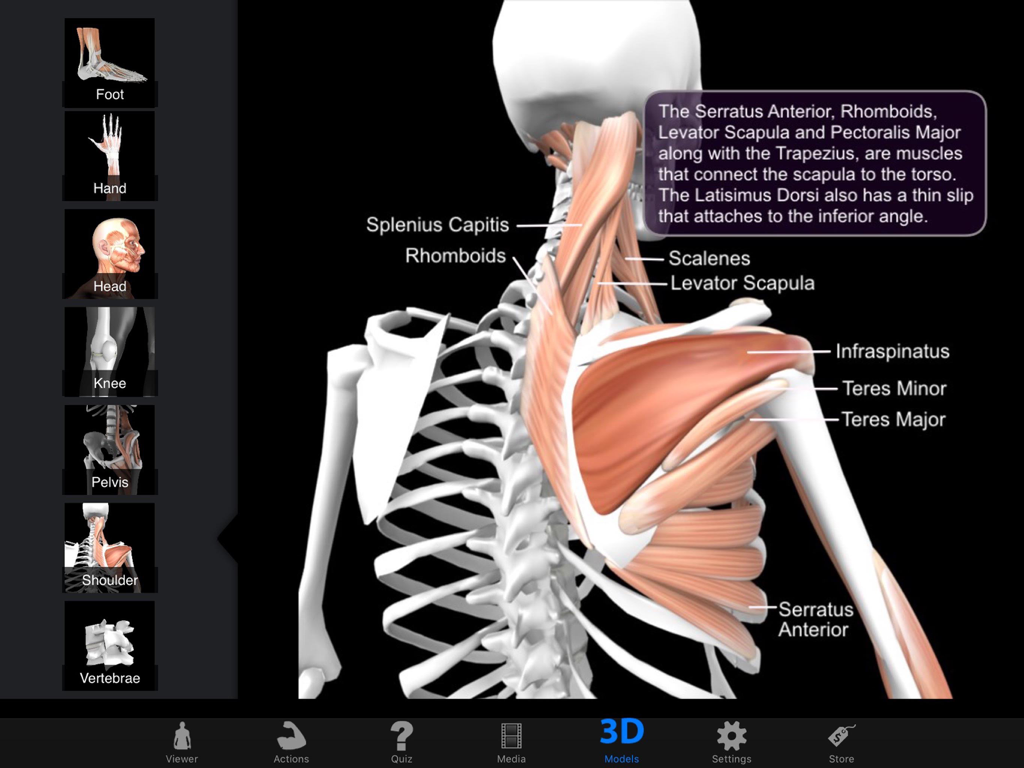 A 3D anatomical model of the human shoulder and neck showing labeled muscles like the Rhomboids and Infraspinatus.