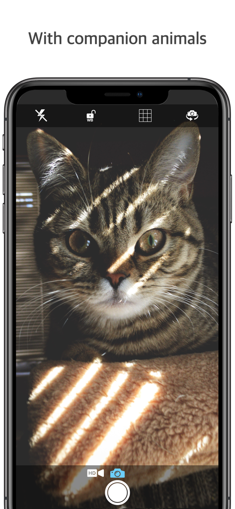 High resolution close up photo of a cat taken with the Q Camera app interface