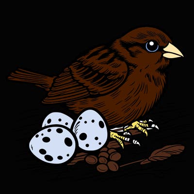 sparrow with sparrow eggs