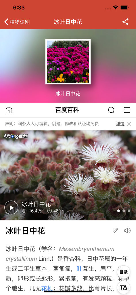 识花神器-形色识花 - Interface de um aplicativo de identificação de flores mostrando uma entrada de enciclopédia botânica detalhada para uma planta de gelo em chinês