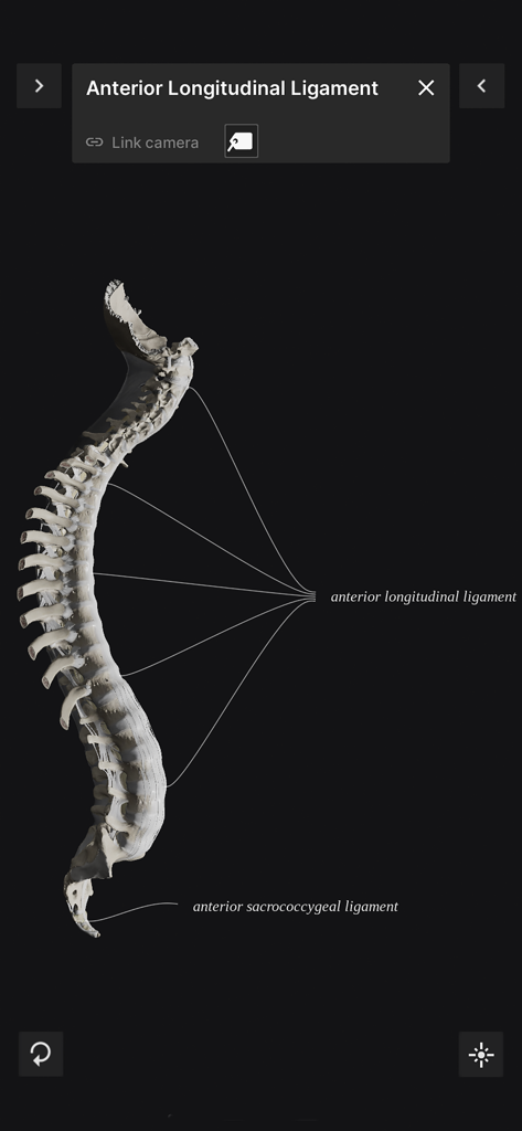3D visualization of the human spine showing the anterior longitudinal ligament.