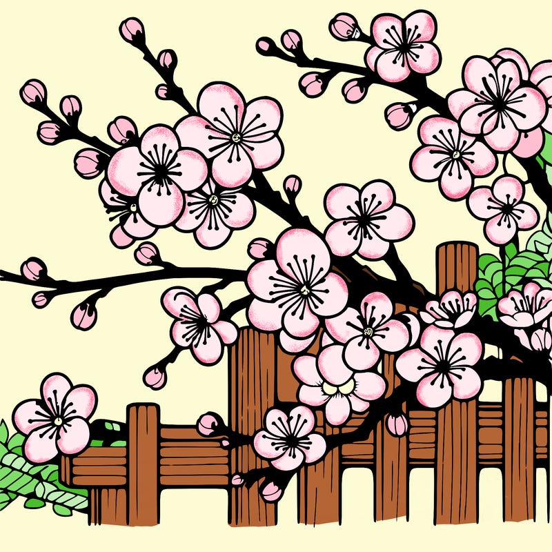 japan cherry blossom