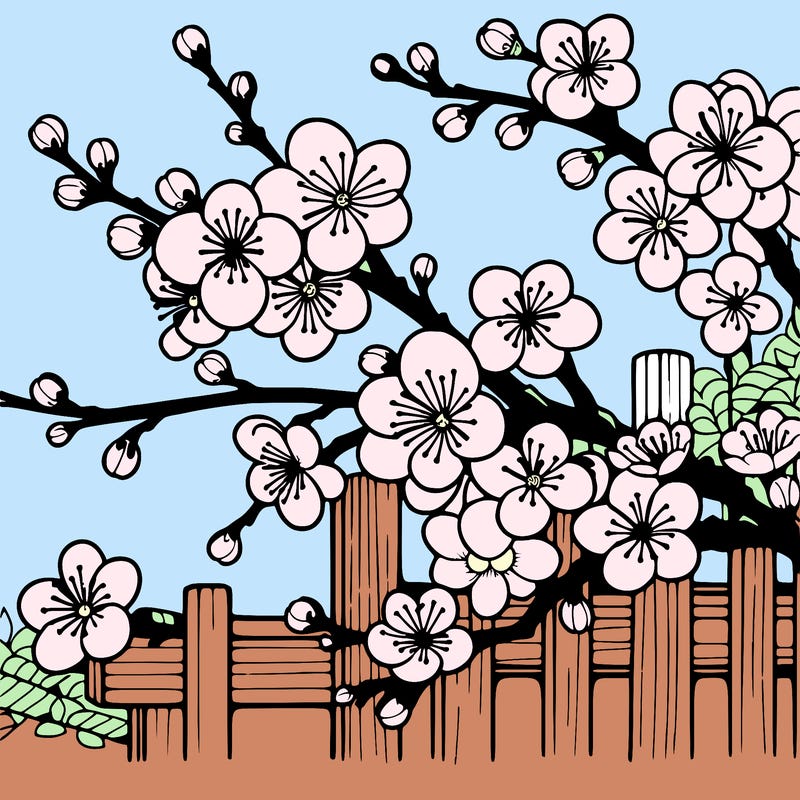 japan cherry blossom