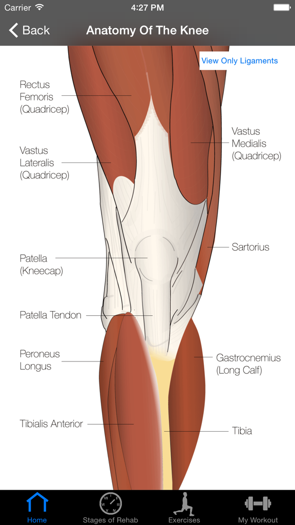 ACL Rehab - Anatomy of the knee diagram showing muscles and tendons for rehab