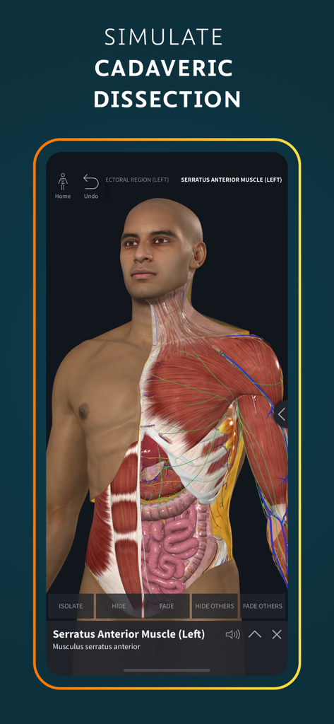 3D human anatomy model on iPhone showing simulated cadaveric dissection with muscles and internal organs