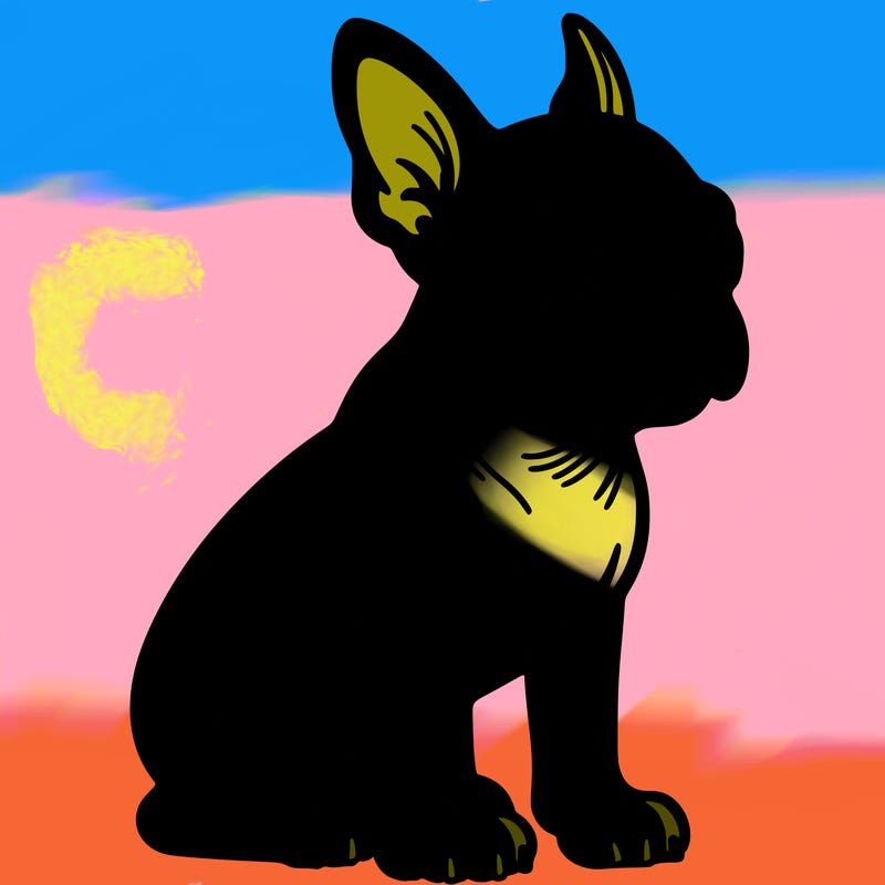 boston terrier