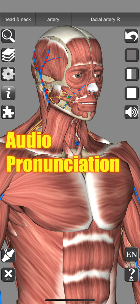 Modelo 3D de los músculos de cabeza y cuello humanos con función de pronunciación de audio.