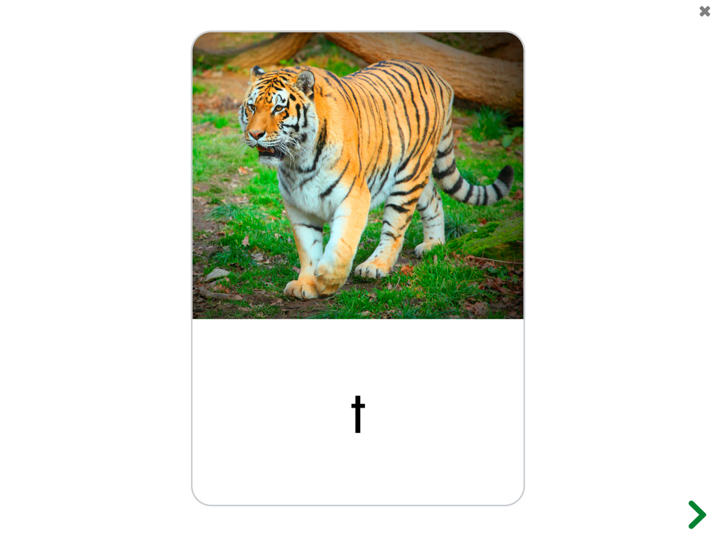 See and Learn Speech Sounds - A picture card of a tiger with the letter t used as a visual prompt for speech sound rehearsal