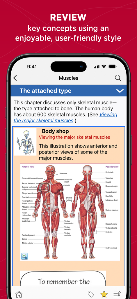 A diagram of the human muscular system showing anterior and posterior views with labeled muscles in the Anatomy and Physiology Made Easy app.