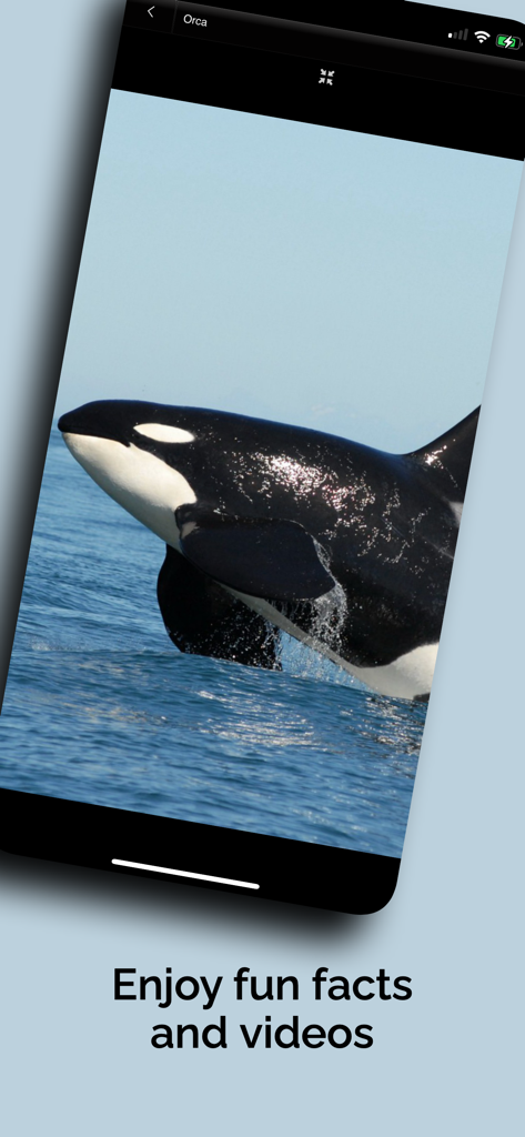 Screenshot der Naturkundemuseum 4 You App, der ein Foto eines Schwertwals und Bildungsinhalte zeigt